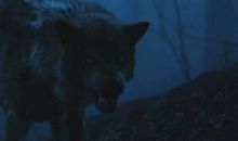 有狼这个字的谚语