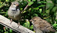 关于麻雀的比喻句