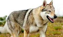 含有狼的谚语英语