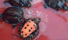 乌龟爬门槛的歇后语