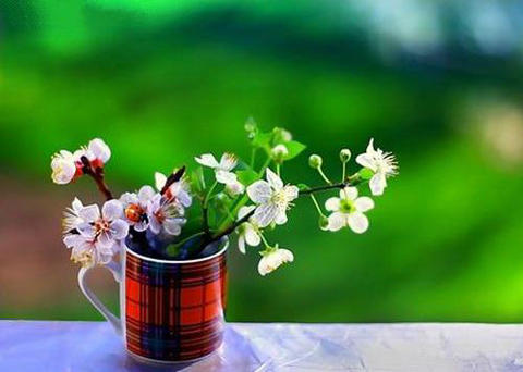 理解生活的经典句子：自由的心，自由的生活，无处不在的幸福1