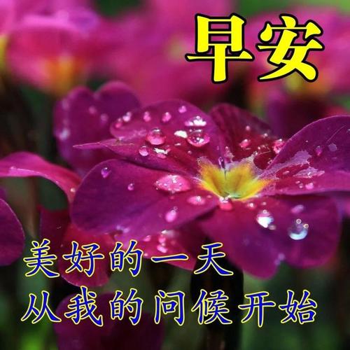 每天早晨的祝福