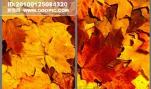 关于红叶的比喻句