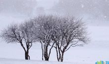 大雪纷飞的比喻句