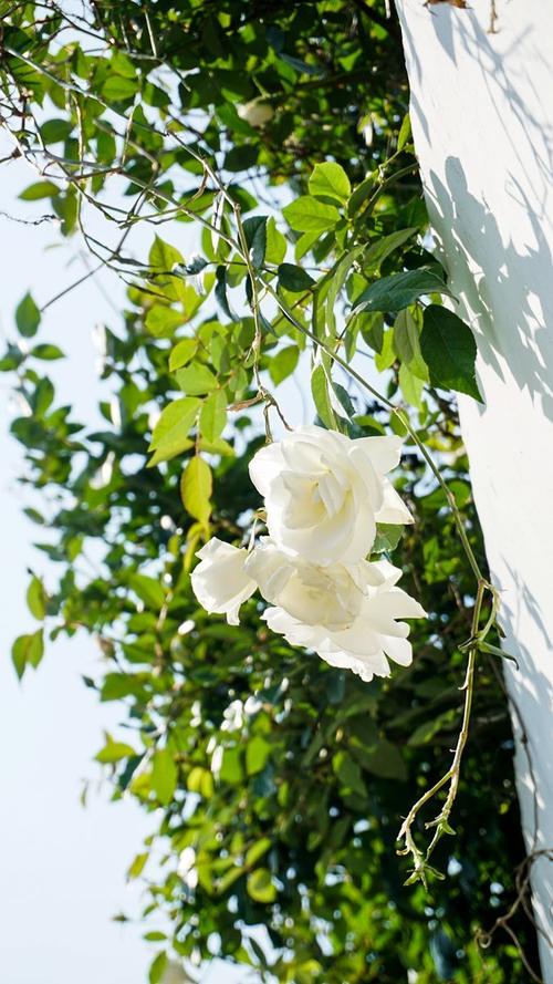 描述玫瑰的寓言句子