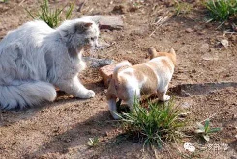 在句子中使用骨头