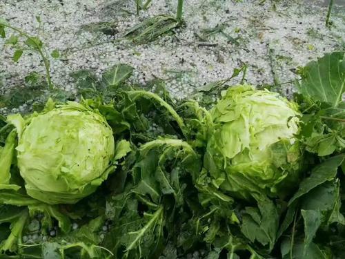 在狗的日子里欢呼