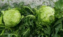 三伏天的冰雹歇后语