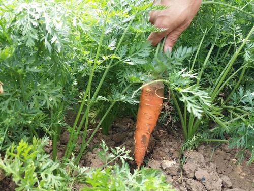 与农作物有关的谚语