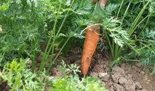 与农作物有关的谚语