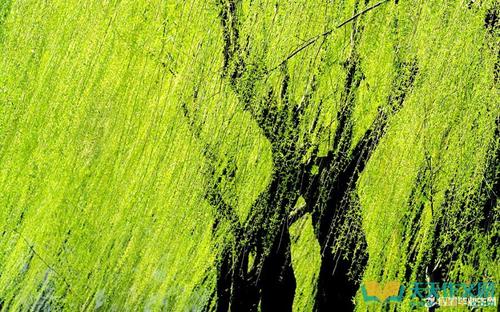 关于柳枝的寓言