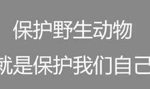 爱护动物的标语