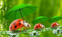 三伏天的冰棍歇后语