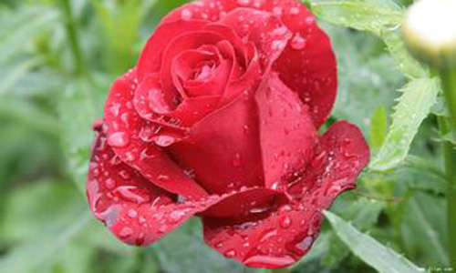 描述花的比喻句