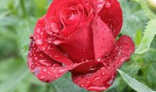 形容鲜花的比喻句