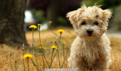 关于动物狗的英语谚语