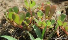 大蒜剥皮歇后语