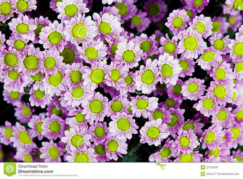 雏菊的拟人化句子