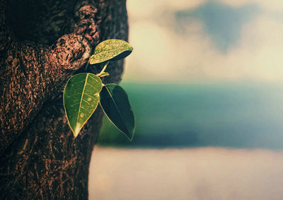 人生感悟简短地谈论了情绪：不要让挫败感吞噬您，您将会成功