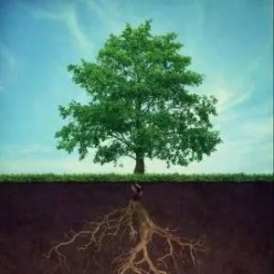 描述树的比喻句子