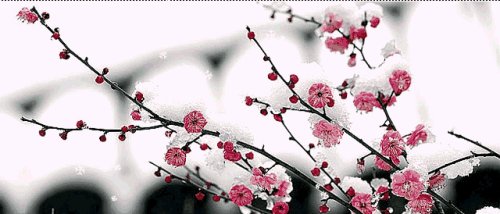 关于梅花的寓言