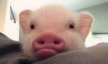 简单的关于动物谚语