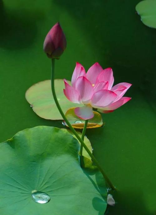 什么是美丽的荷花古诗