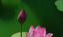 荷花很美的古诗有哪些