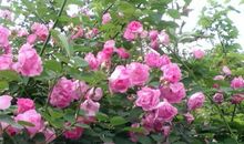 喇叭花开了比喻句