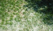 描写柳絮的比喻句