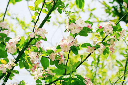 描述秋海棠的寓言