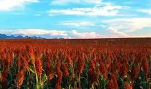 秋天高粱的比喻句