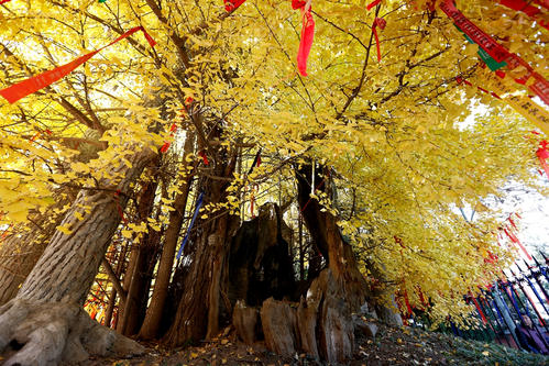 描述落叶的寓言