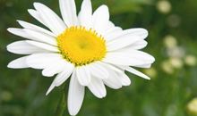 形容草地的比喻句