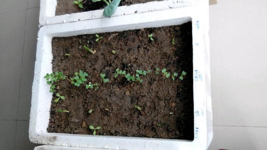 大蒜头出芽过敏