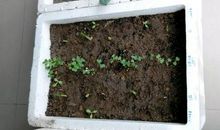 大蒜头出芽歇后语