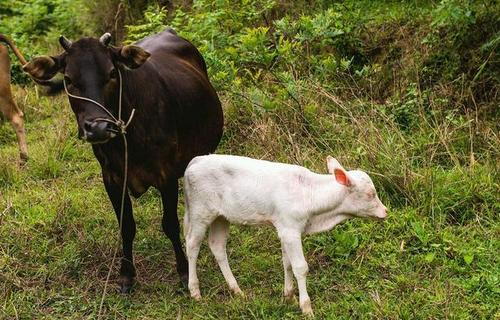 英语谚语与动物