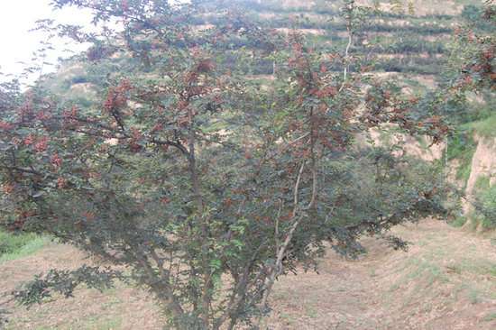 关于果树的比喻