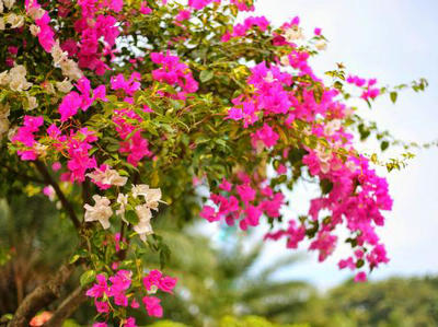 这个冬天过后,明年春天仍然会开花1