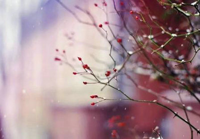 这个冬天过后,明年春天仍然会开花