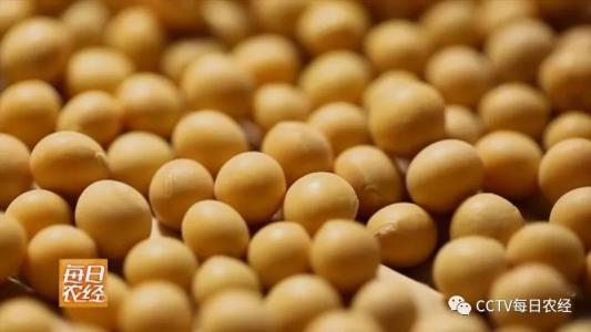 关于大豆的寓言