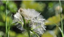 花儿盛开的比喻句