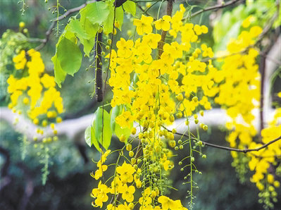那时盛开的花朵和那年的降雨是我很久以来一直珍惜并渗透到我的骨头和血液中的依恋1