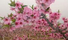 桃花开了写比喻句