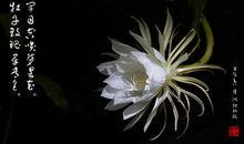 昙花的优美比喻句