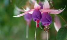 淡淡忧伤的短句子