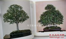 有关松柏的比喻句