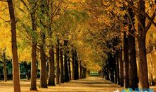 优美秋天的句子