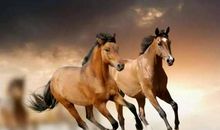 半空中骑马歇后语