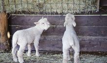 动物比喻句大全集